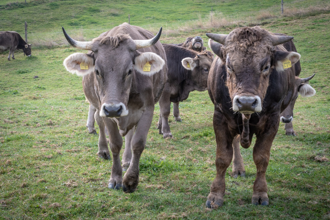 Rinder auf dem Schochenhof