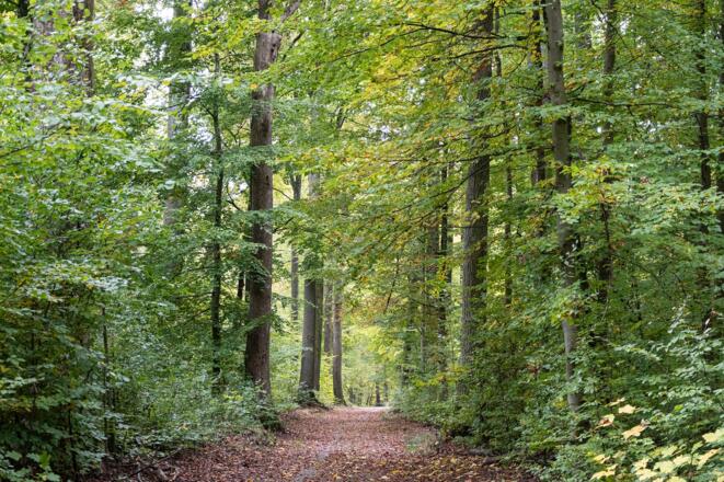 Waldweg im Klauswald | Bad Kissingen