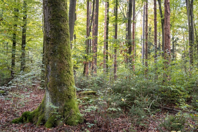 Unterholz im Wald | Bad Kissingen