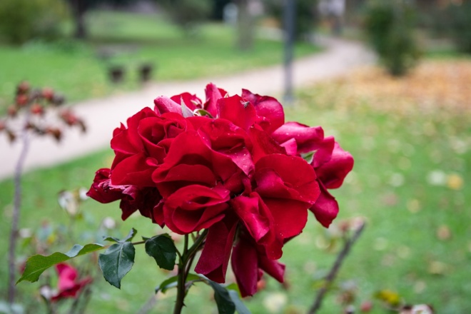 Rose an der Strauchrosenpromenade | Bad Kissingen