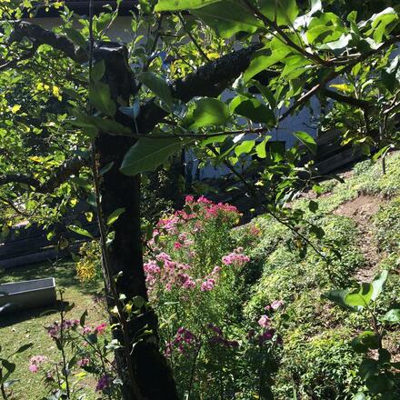 Aussicht von der Terrasse in den Garten