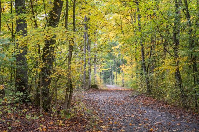Waldwanderweg | Bad Kissingen