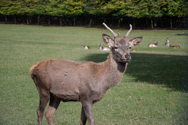 Hirsch im Wild-Park Klaushof | Bad Kissingen