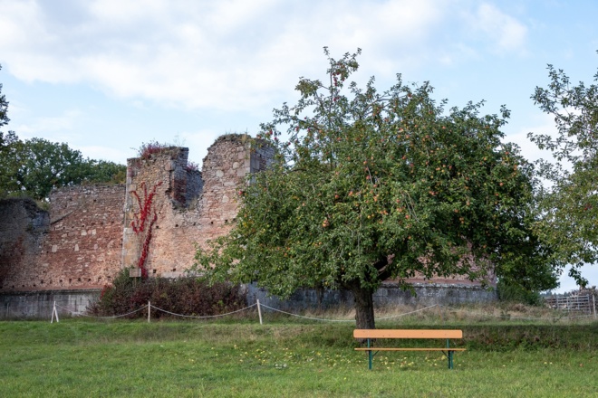 Rastplatz unter Apfelbäumen an der Ruine Aura | Bad Kissingen