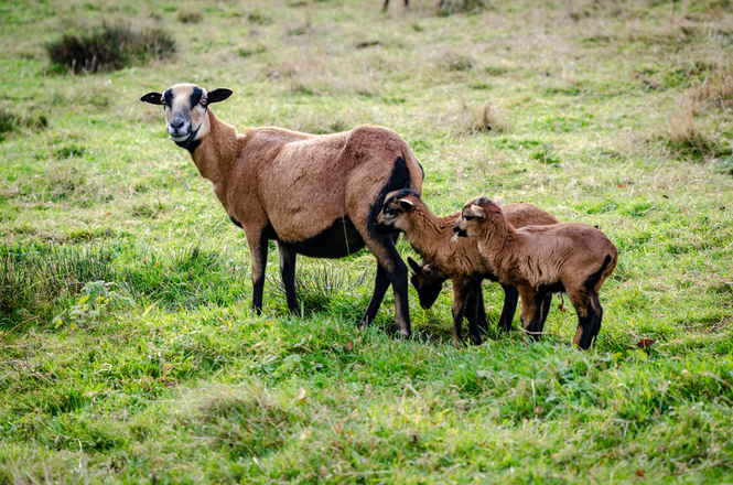 Kamerunschafe auf dem Schochenhof