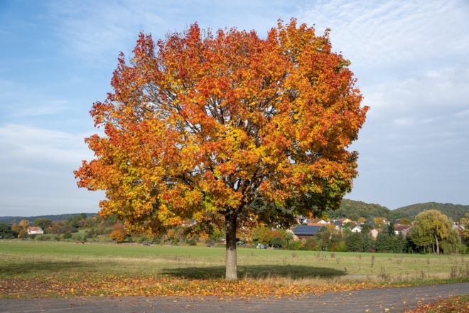 Herbstlicher Laubbaum | Bad Kissingen