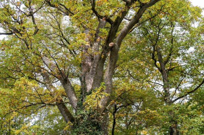Baumkrone der Luitpoldeiche | Bad Kissingen