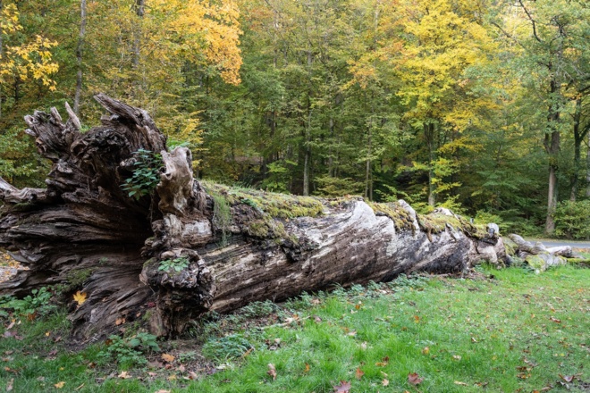 Marieneiche | Bad Kissingen