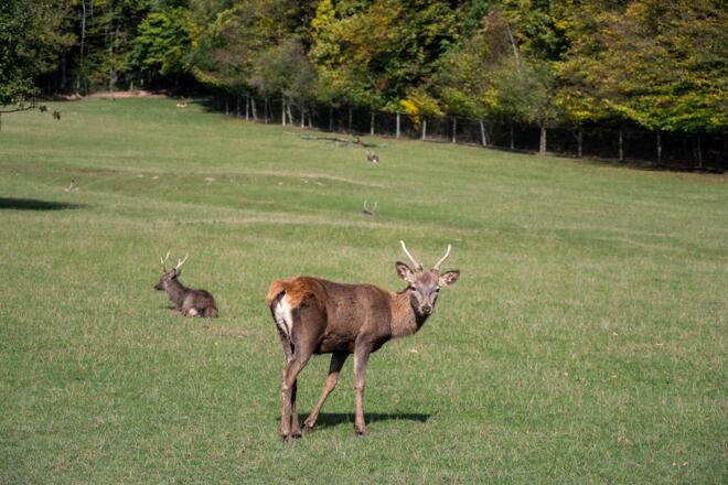 Hirschgehege im Wild-Park Klaushof | Bad Kissingen