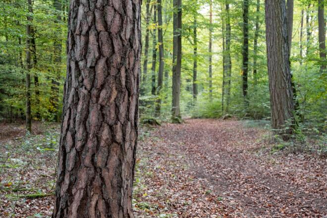 Waldwanderweg | Bad Kissingen
