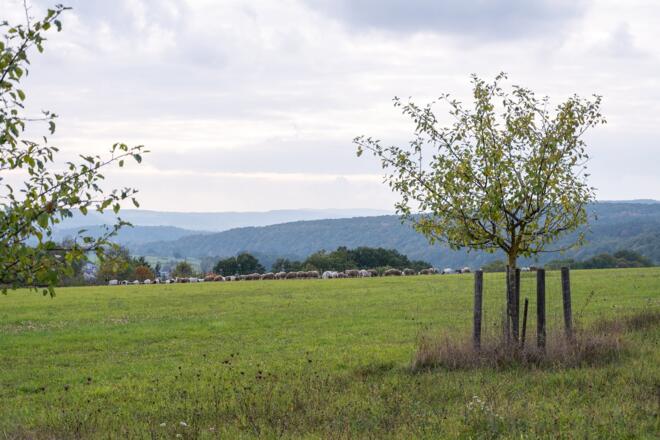 Weitblick an der Ruine Aura | Bad Kissingen