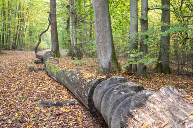 Dino-Stamm im Wald | Bad Kissingen