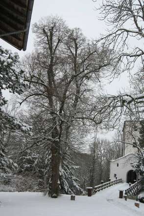Prügellinde Schloss Amerang