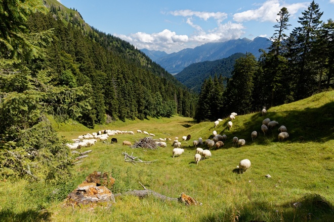 Almweide beim Abstieg