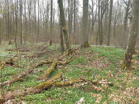 Keltische Viereckschanze Stalldorf 1 bei Simmringen