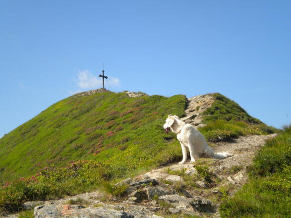 Wanderung mit Hund am Wiedersbergerhorn