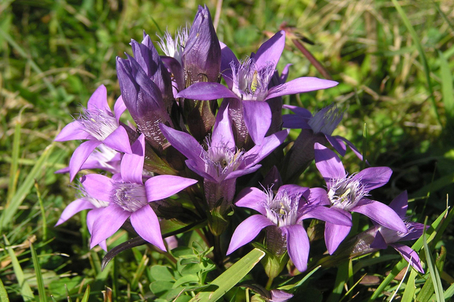 Wanderung - Durch das Weidmoos - Orchideen