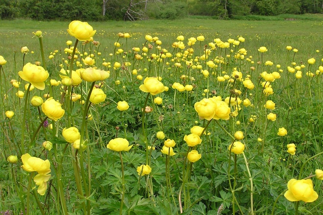 Wanderung - Durch das Weidmoos - Dotterblumen
