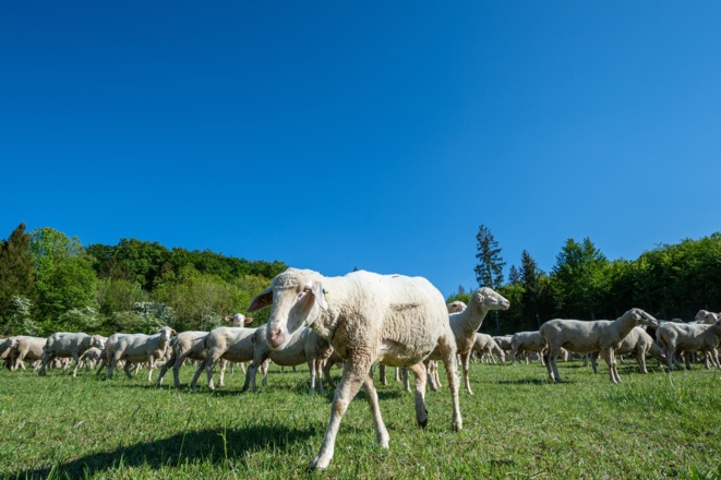 Schafherde bei Rhönblick