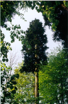 IGH-59 Baumriesenpfad Lindach bei Bernsfelden