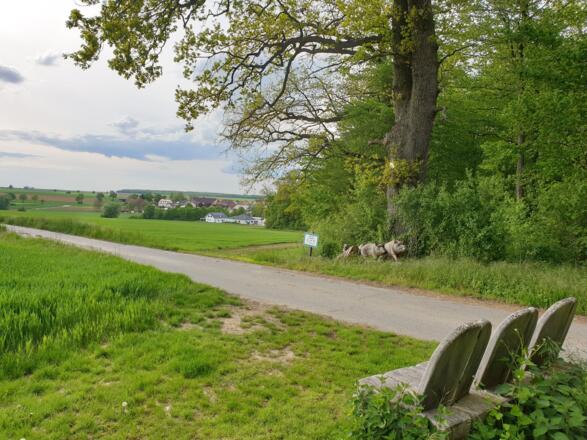 IGH-59 Schwarzkittel-Rotte beim Baumriesenpfad Lindach