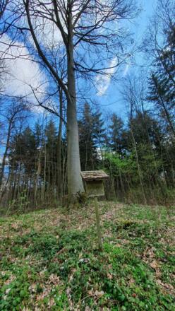 IGH-59 Baumriesenpfad Lindach bei Bernsfelden