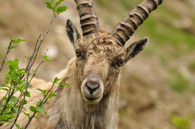 Steinbock