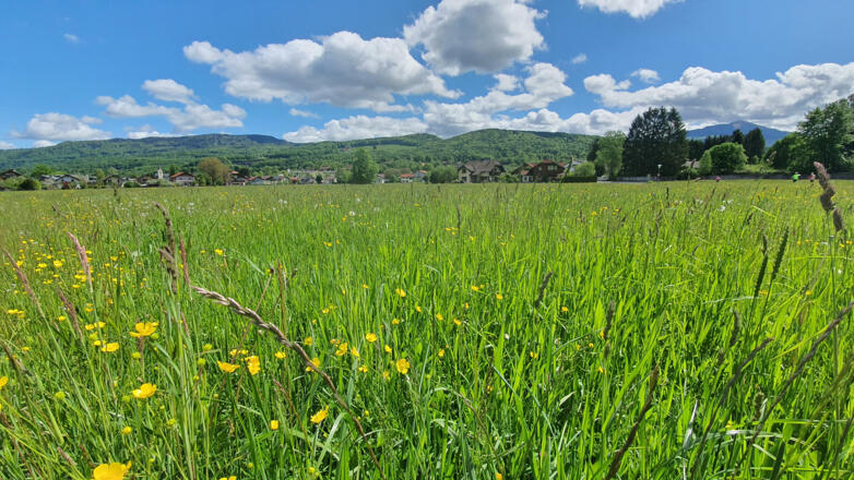 Blumenwiese bei der Schulstraße