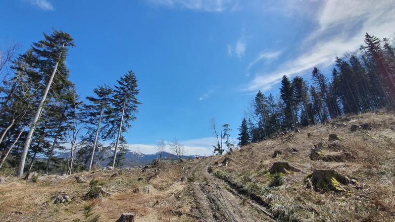 Wald um den Eberstein