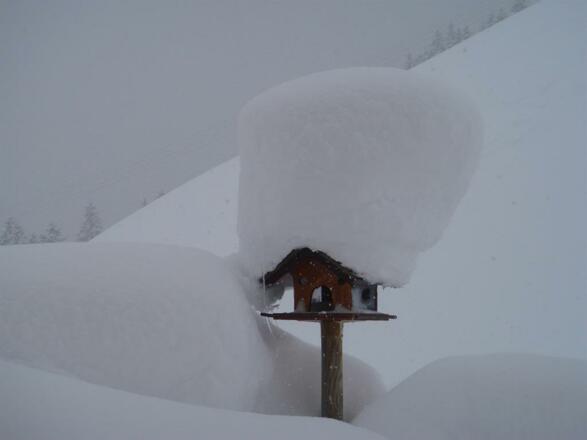 Alpenblick-Vogelhaus