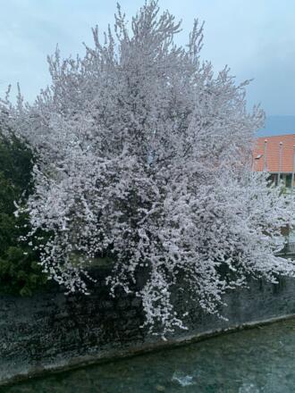 Alvierbach Ausblick Kirschbaum 🌺vom Haus Sabine