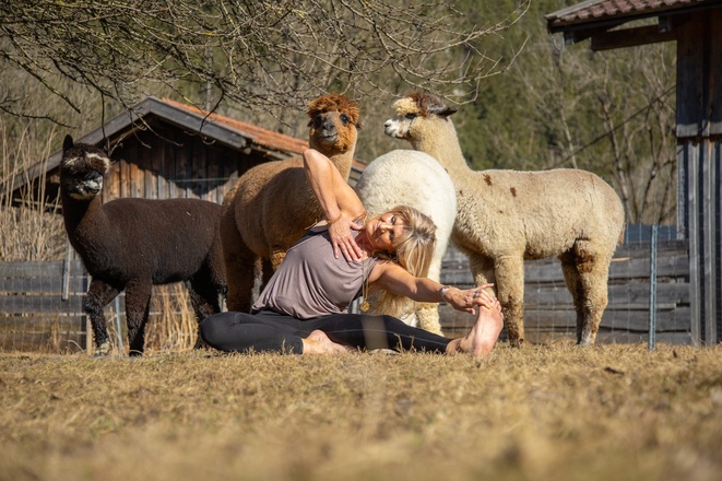 Yoga mit Alpakas in Pfronten im Allgäu