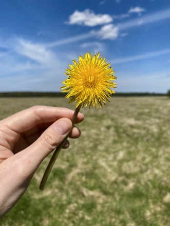 Blume auf der Panzerwiese