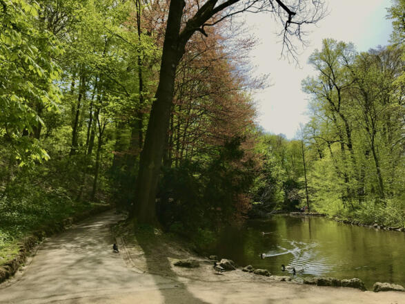 Kleiner Teich inmitten der Isarauen