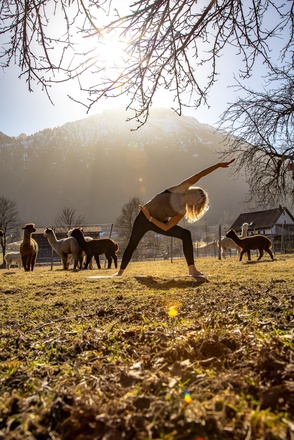 Alpaka-Yoga mit Bergblick