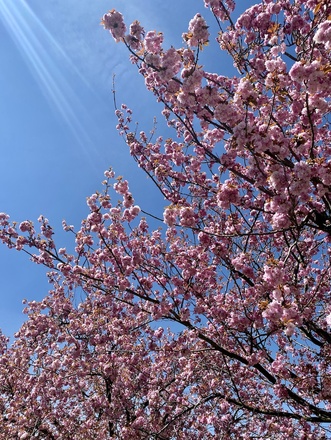 Japanischer Kirschblütenbaum am Rande des Radweges
