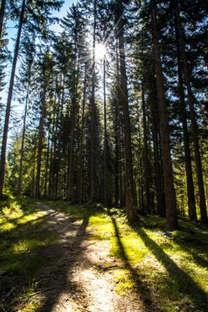 Wanderweg hoch auf den Feuersang