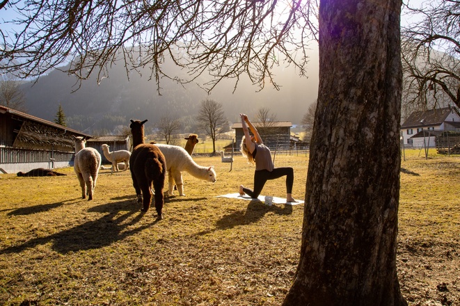 Yoga auf der Alpakawiese
