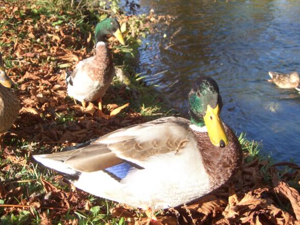 Enten am See