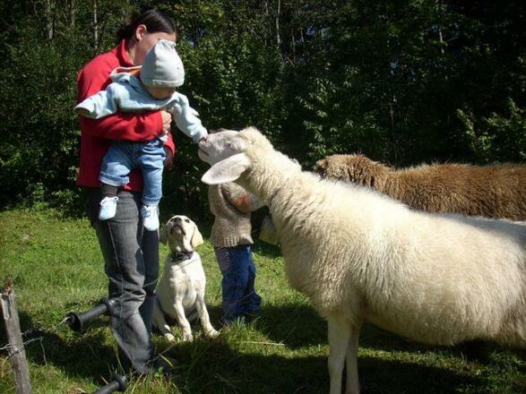 Tiere am Hof