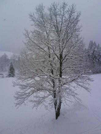Winterbaum