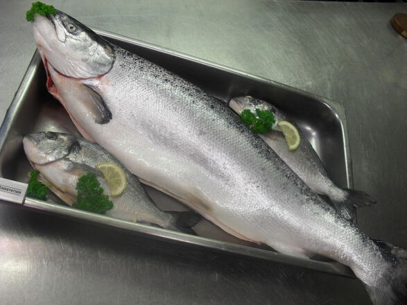 Frische Lachs am Freitag