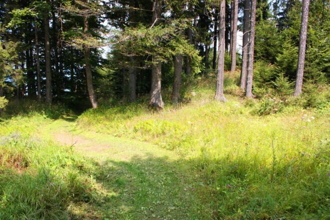 Wiesenpfad zum Predigtstuhl