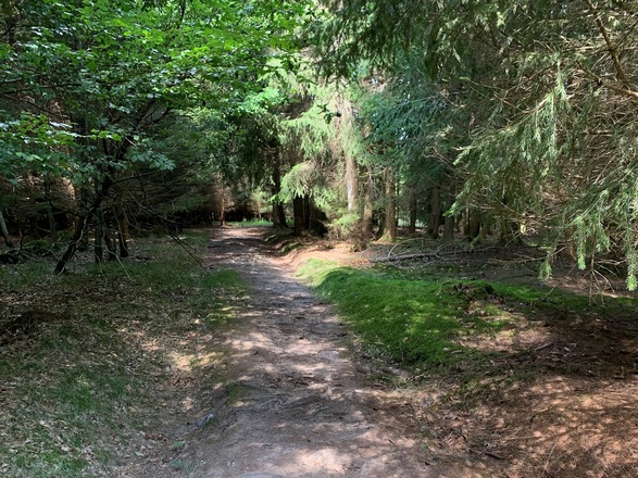 Fußweg im Wald bei Laimbach