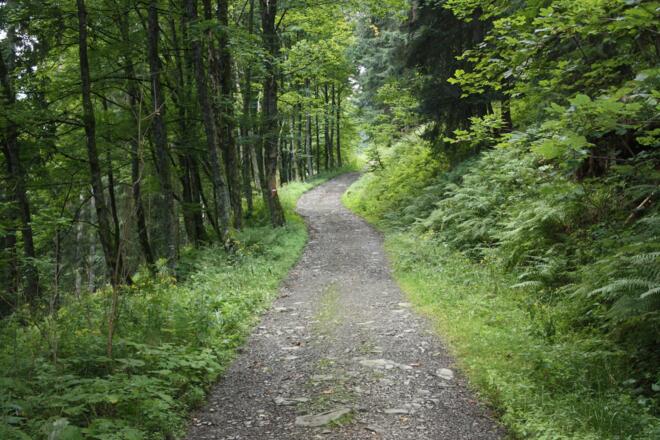 Weg zur Truckenthannalm