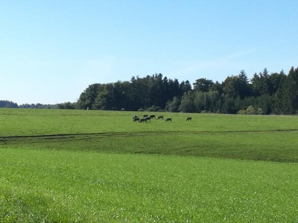 Kühe auf der Weide
