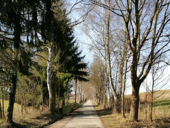 Weg durch die alte Birkenallee in Richung Fuchsbergkreuz