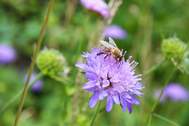 Flora und Fauna am Weg zur Truckenthannalm