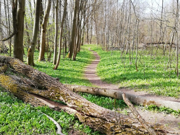 Naturpfad durch die Isarauen bei Moosburg a. d. Isar