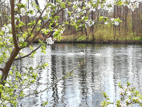 Schwäne auf der Isar bei Moosburg a. d. Isar